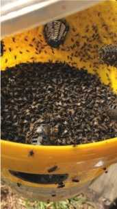 Piége à mouches FLYBUSTER avec seau de 10L et activateur