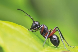 Insecticide CHOC INSECTES RAMPANTS - aérosol de 500ml